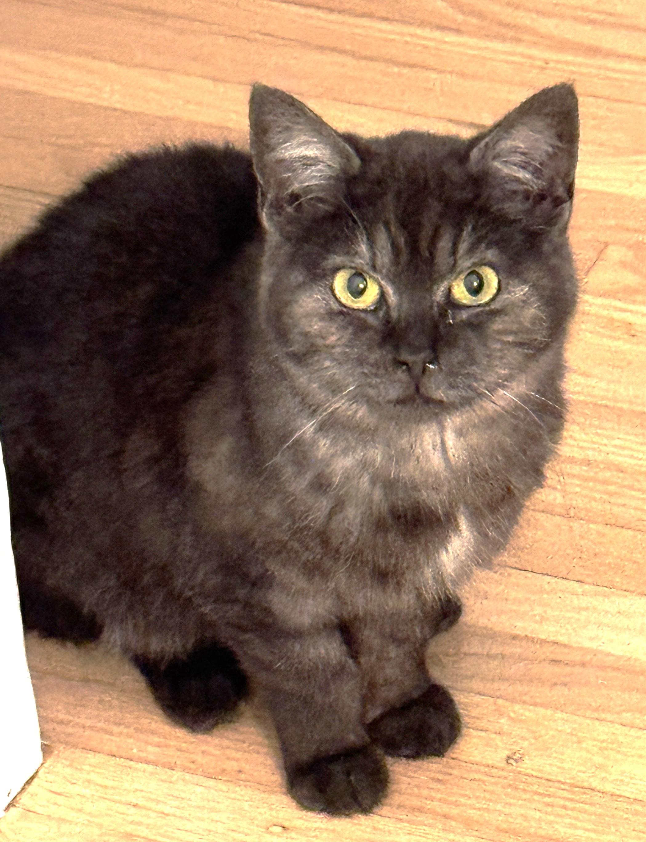 Enlarge Tandy (Tatum's sister), a Adoptable Domestic Medium Hair in Columbus, OH image 1/3
