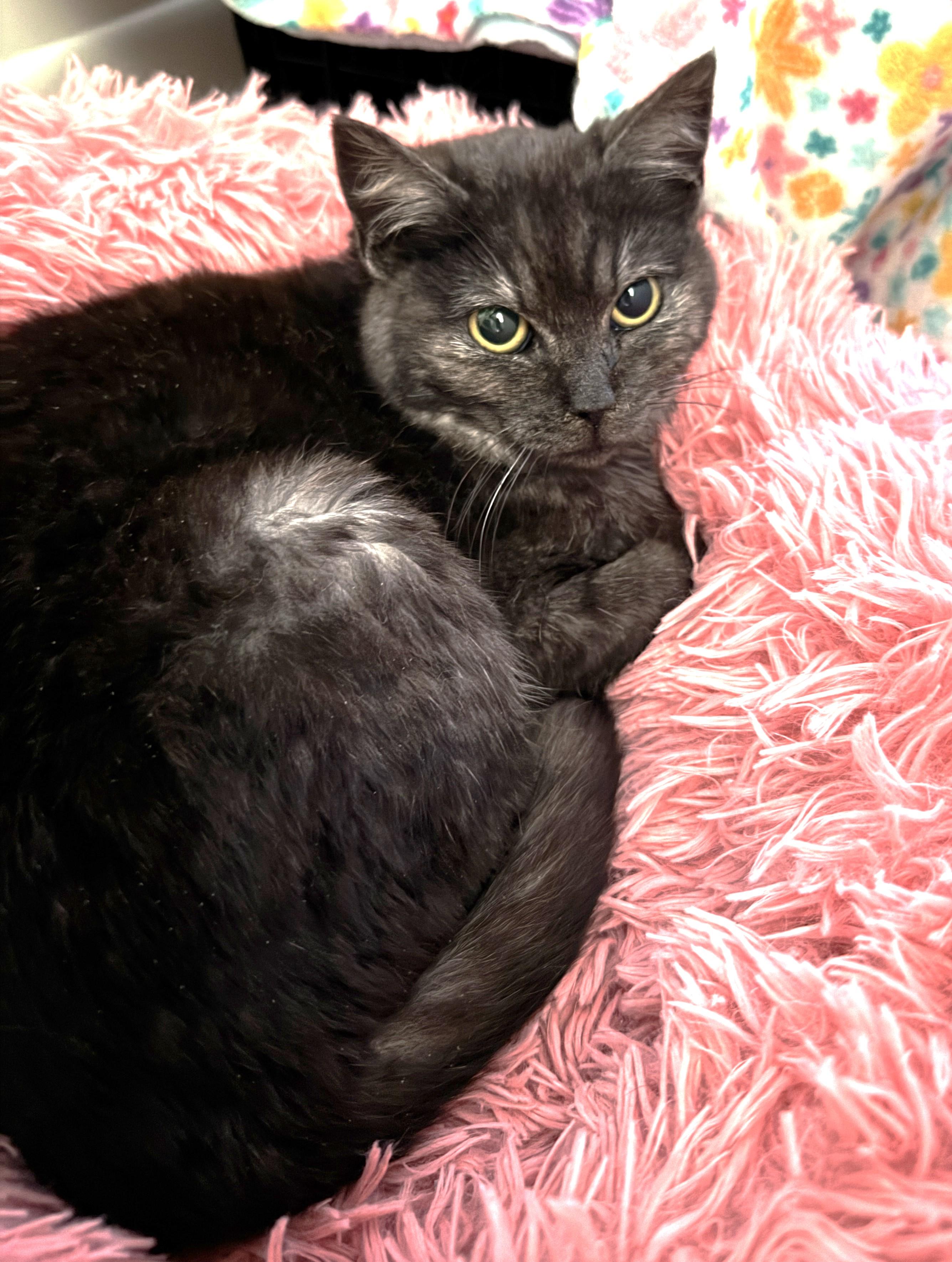 Enlarge Tandy (Tatum's sister), a Adoptable Domestic Medium Hair in Columbus, OH image 3/3