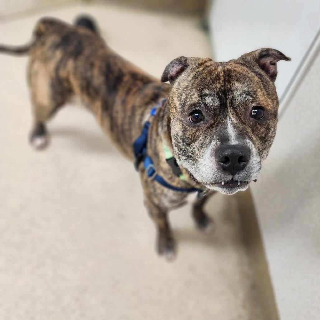 King of Hearts, Adoptable, Senior Male Pit Bull Terrier & Mixed Breed.