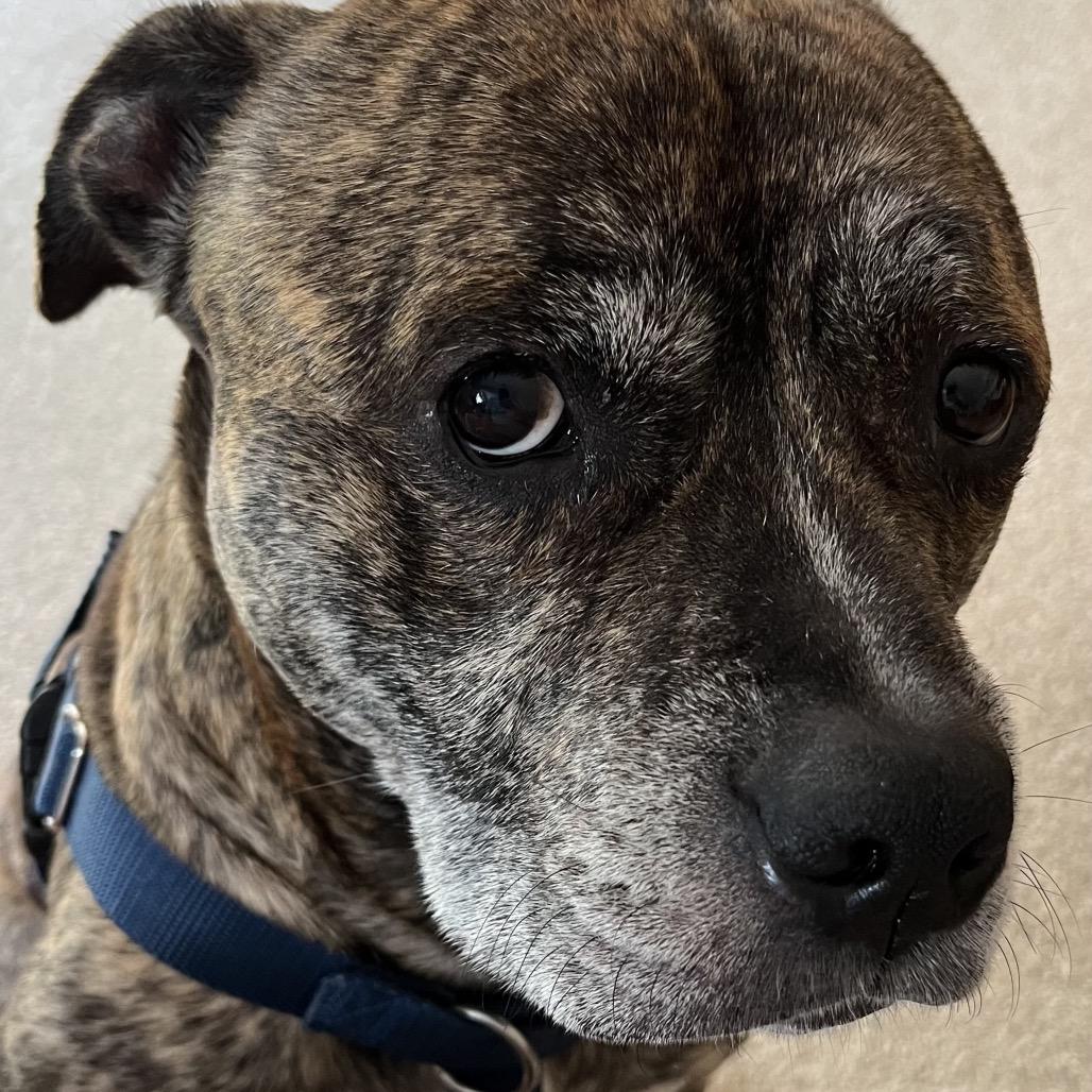 Enlarge King of Hearts, a Adoptable mixed breed in Naperville, IL image 2/6