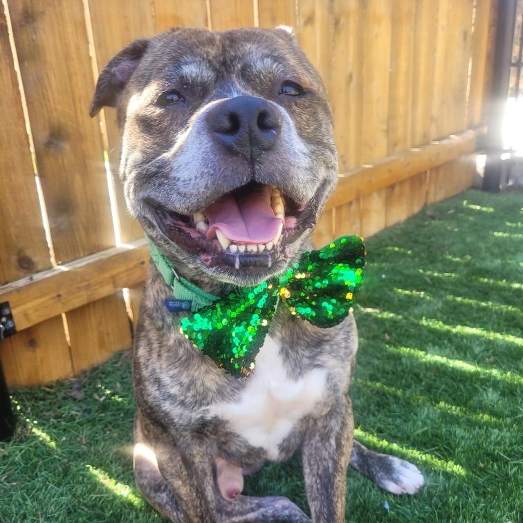 Enlarge King of Hearts, a Adoptable mixed breed in Naperville, IL image 5/6