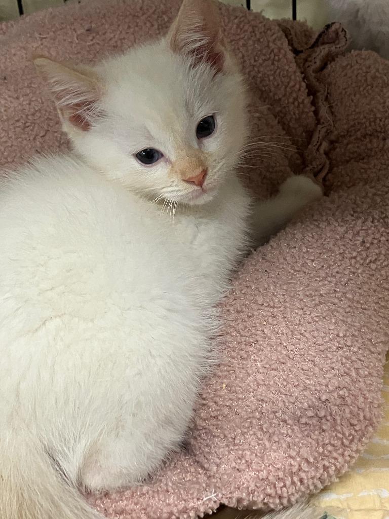 Butter, Adoptable, Kitten Male Siamese.