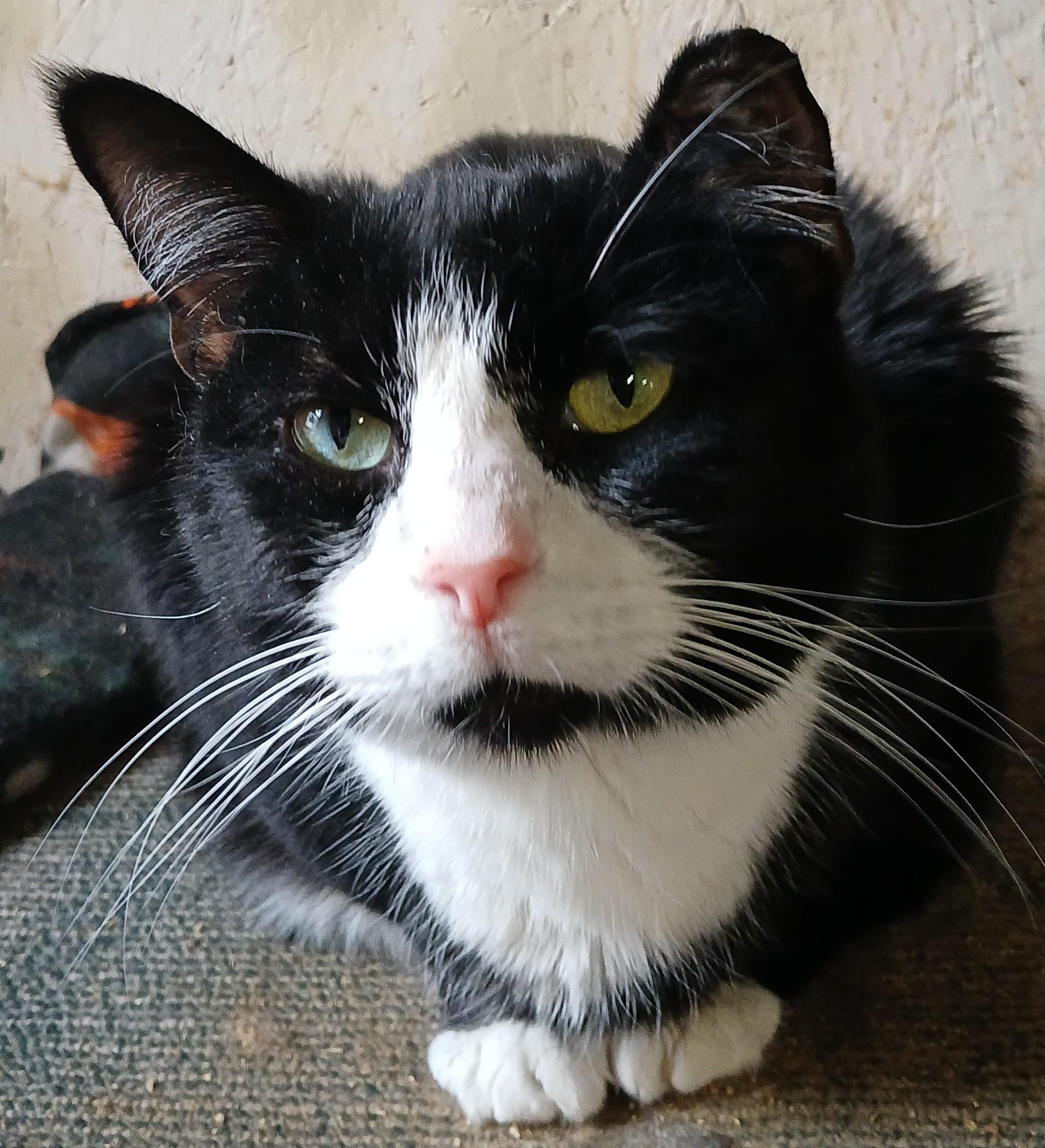 Enlarge Pluto, an adoptable mixed breed in Eaton Rapids, MI image 1/5