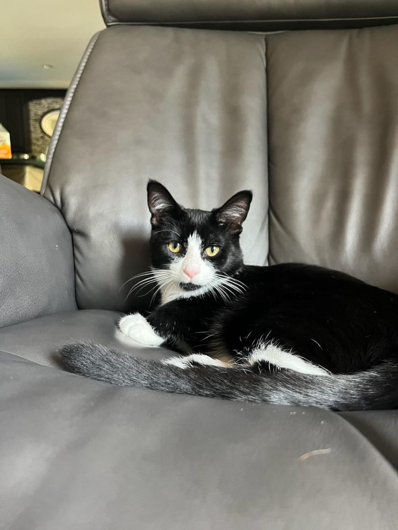 Enlarge Pluto, an adoptable mixed breed in Eaton Rapids, MI image 2/5