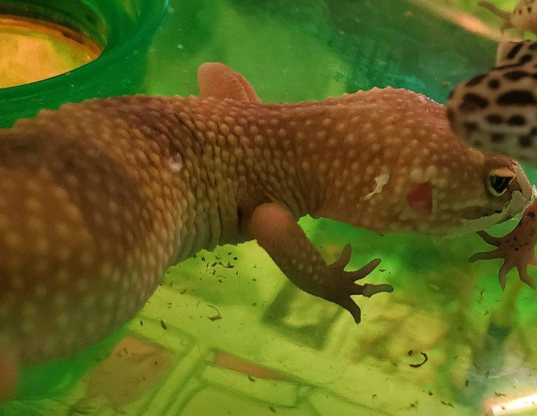 Edward, a Adoptable Gecko in Quilcene, WA image 1/7