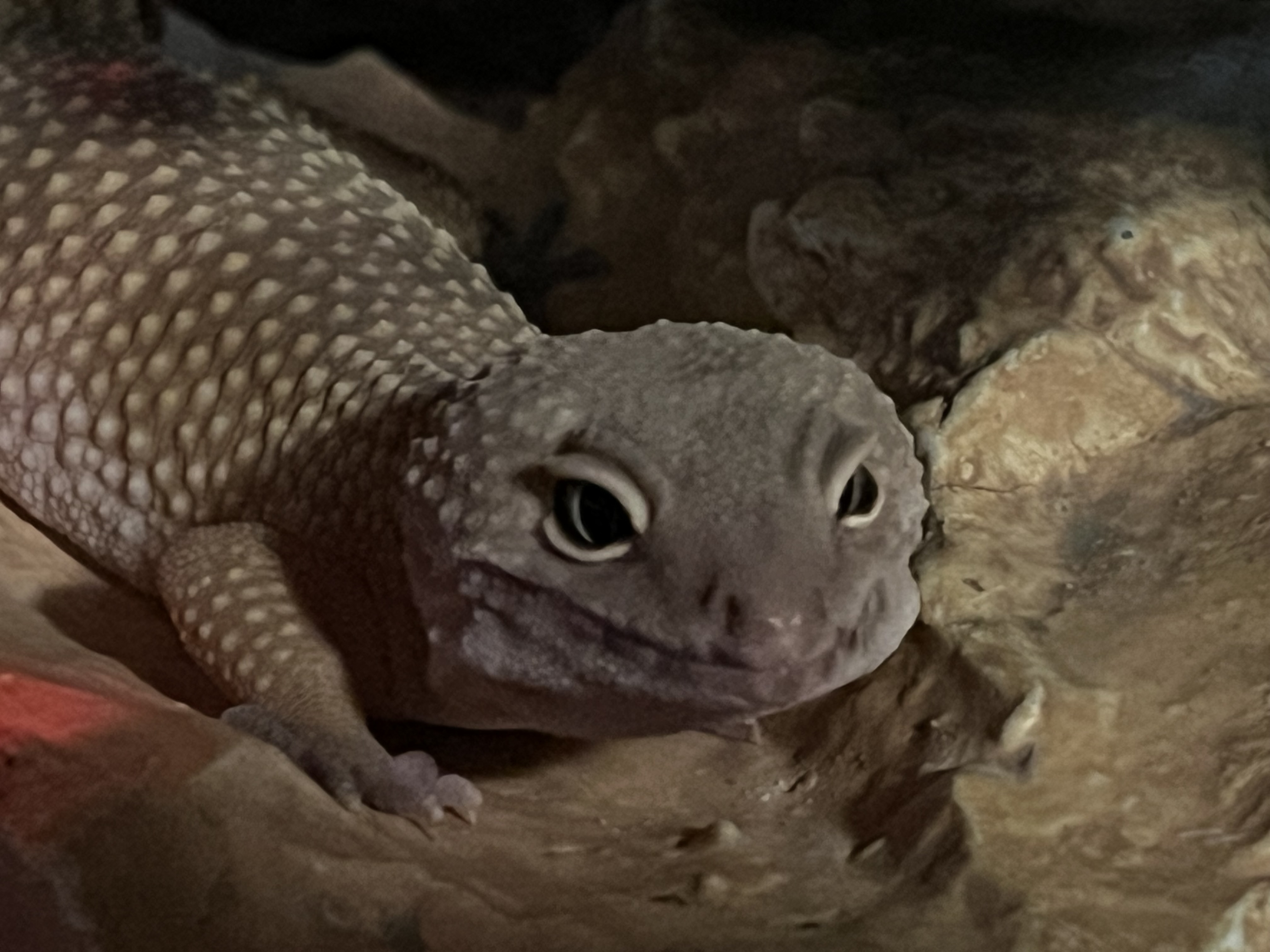 Edward, a Adoptable Gecko in Quilcene, WA image 2/7