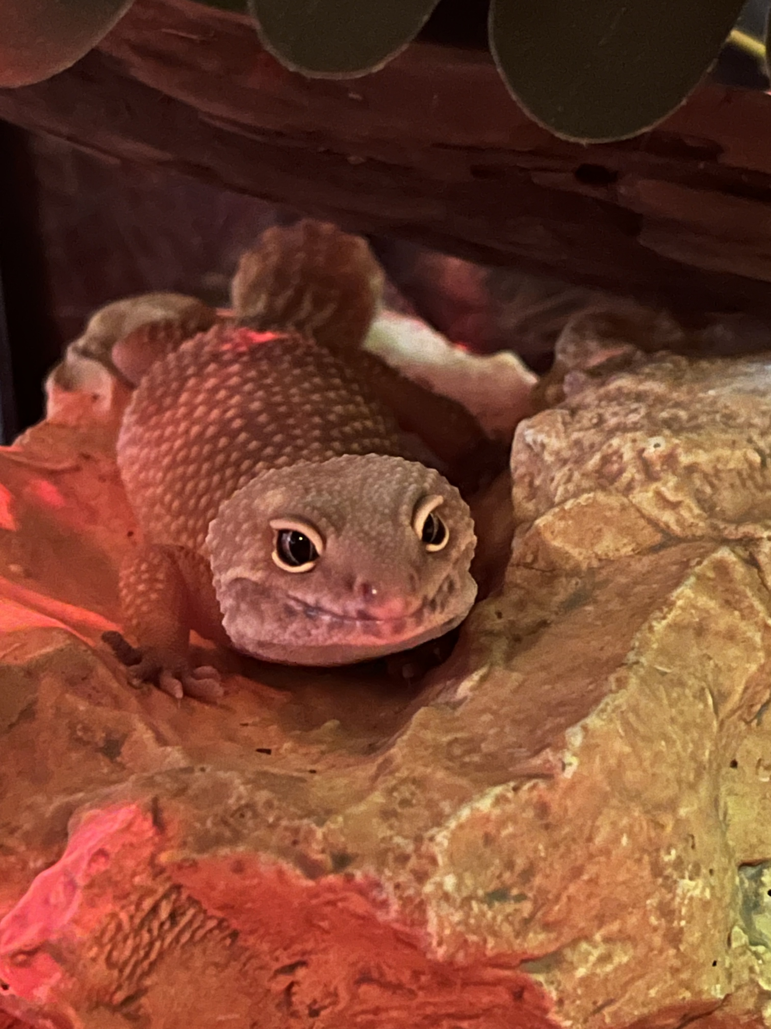 Edward, a Adoptable Gecko in Quilcene, WA image 3/7