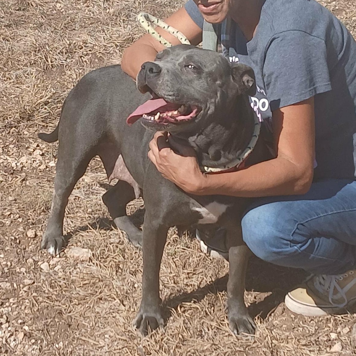 Enlarge PRINCESS >  Bleeding Heart Society, a Adoptable Pit Bull Terrier in Garden City, KS image 2/6