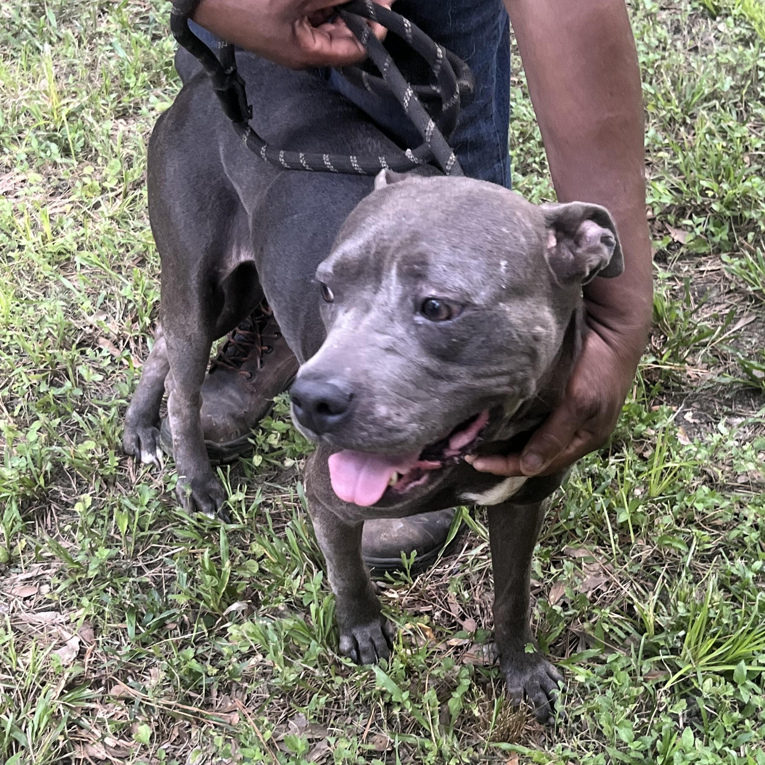 Enlarge PRINCESS >  Bleeding Heart Society, a Adoptable Pit Bull Terrier in Garden City, KS image 4/6