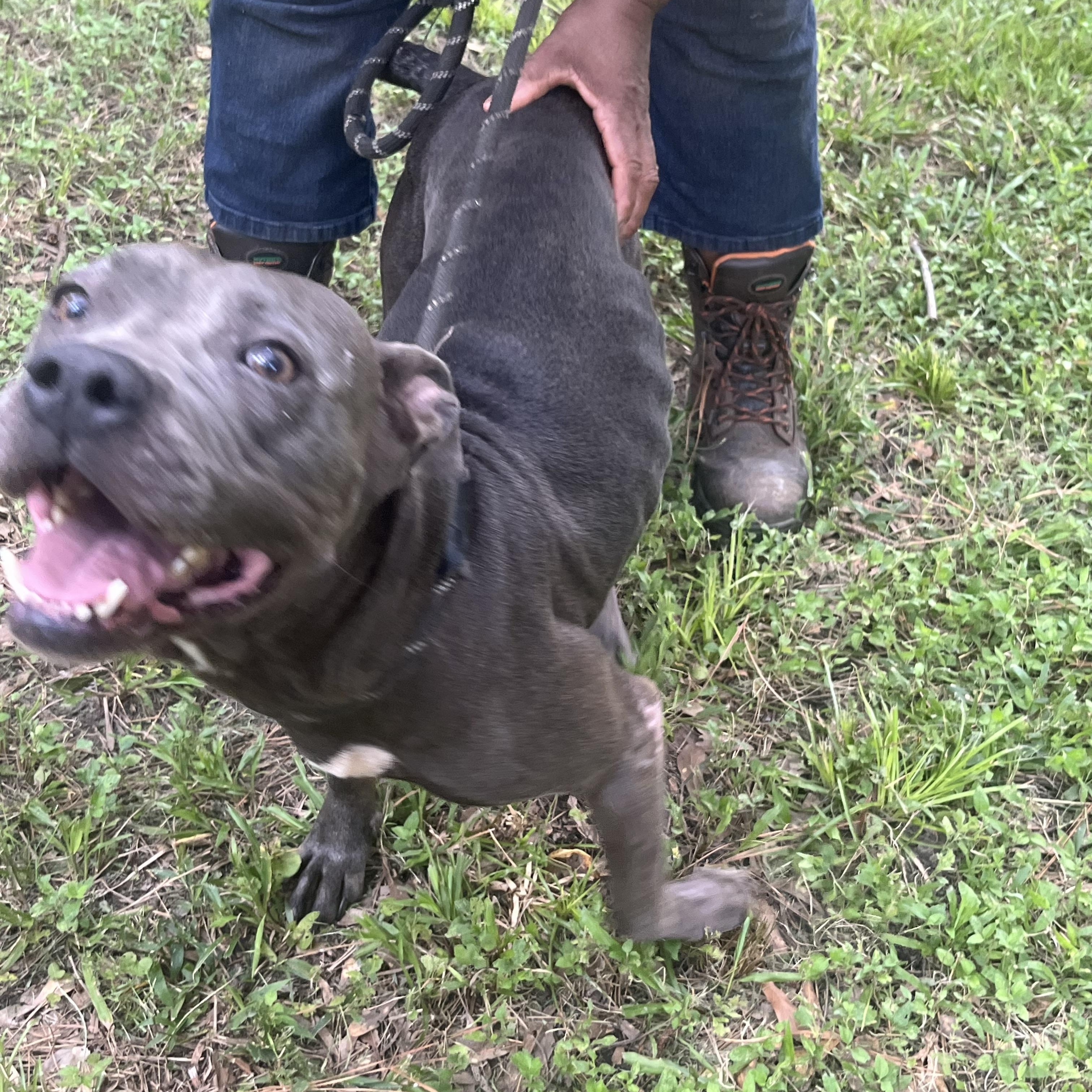 Enlarge PRINCESS >  Bleeding Heart Society, a Adoptable Pit Bull Terrier in Garden City, KS image 3/6