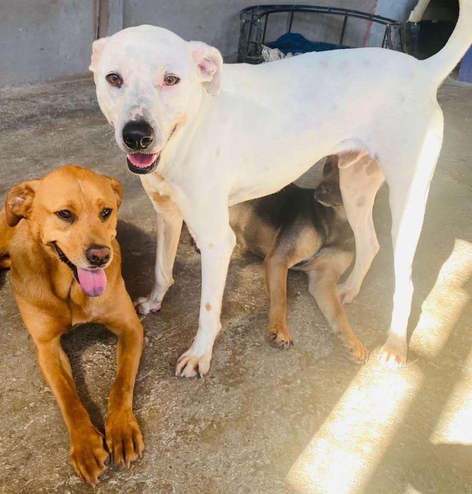 Junior, Adoptable, Adult Male Mixed Breed.