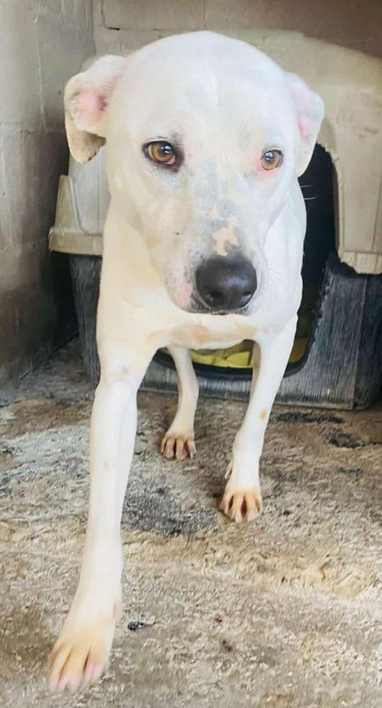 Enlarge Junior, a Adoptable Mixed Breed in San Francisco, CA image 3/3