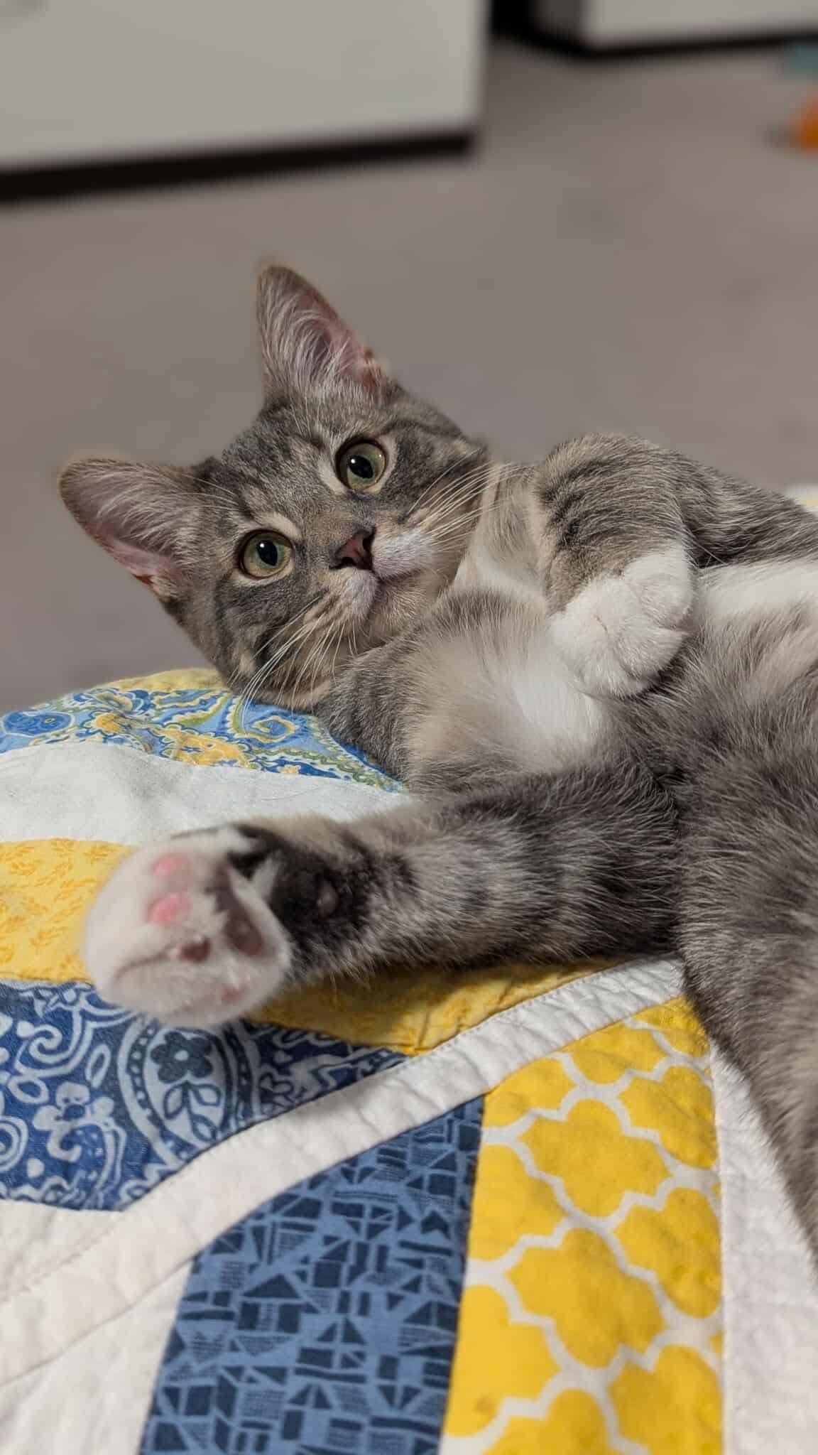 Enlarge Chachi, a Adoptable Domestic Short Hair in Sioux Falls, SD image 3/4