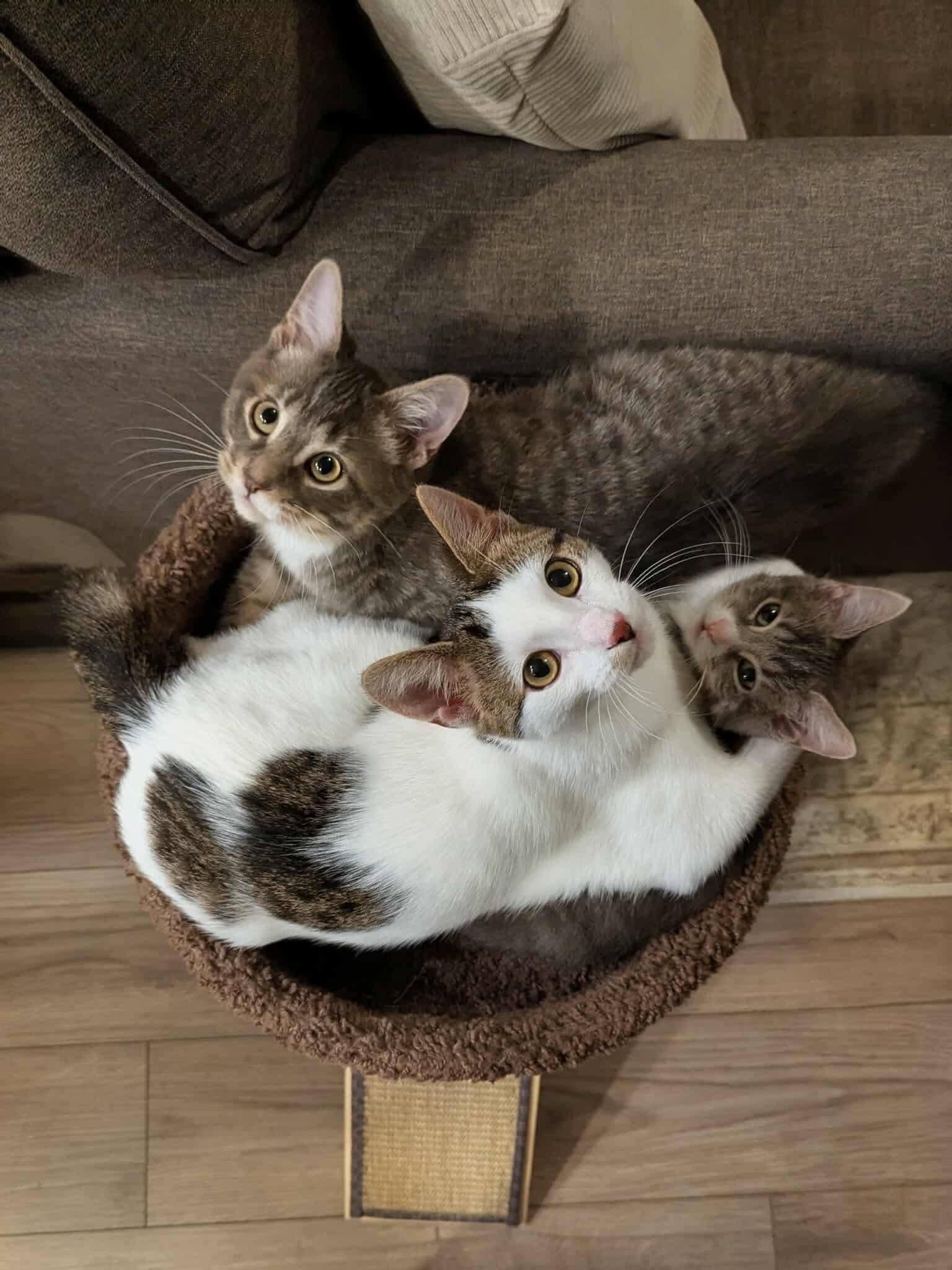 Enlarge Chachi, a Adoptable Domestic Short Hair in Sioux Falls, SD image 4/4