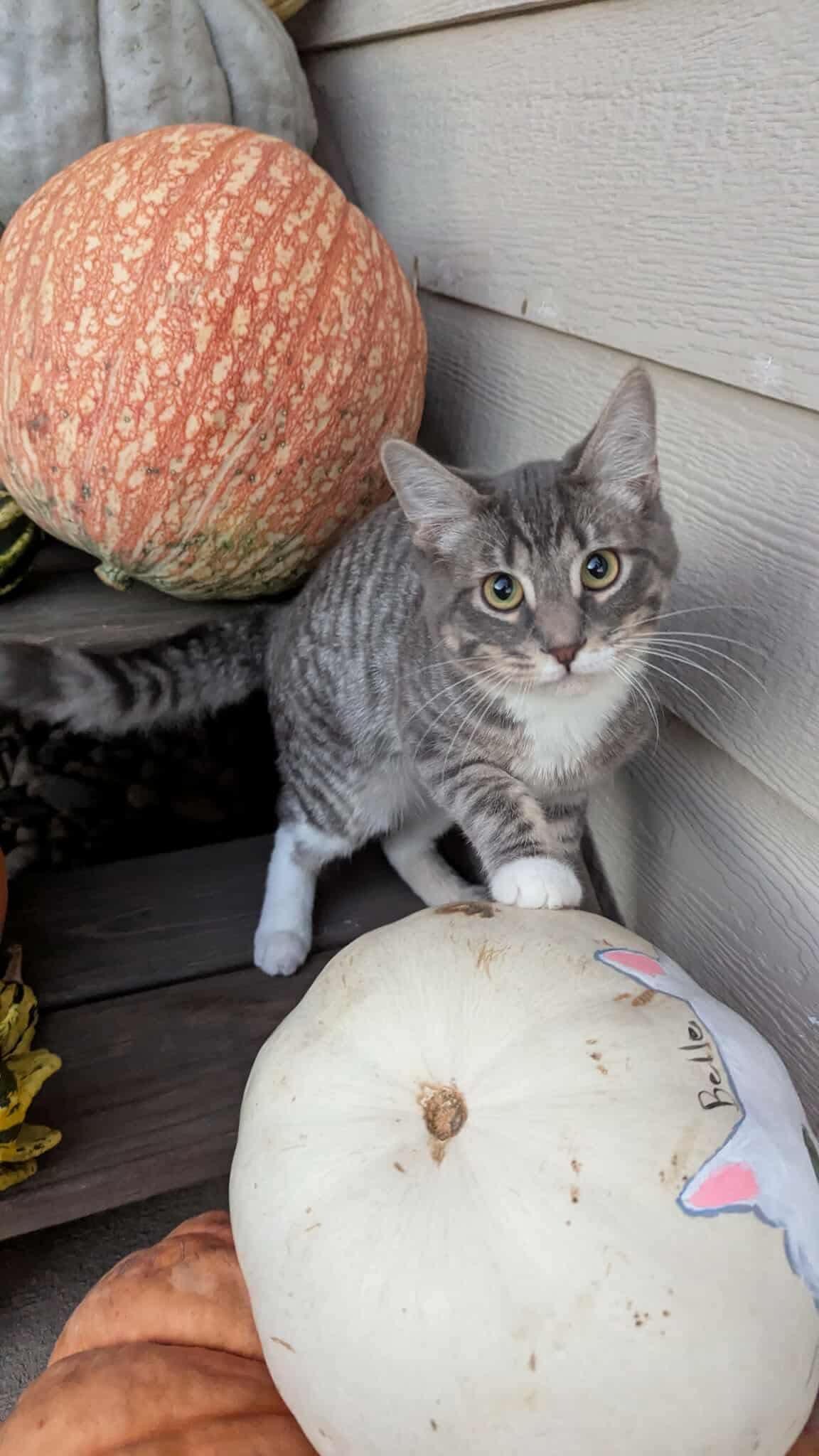 Enlarge Chachi, a Adoptable Domestic Short Hair in Sioux Falls, SD image 2/4