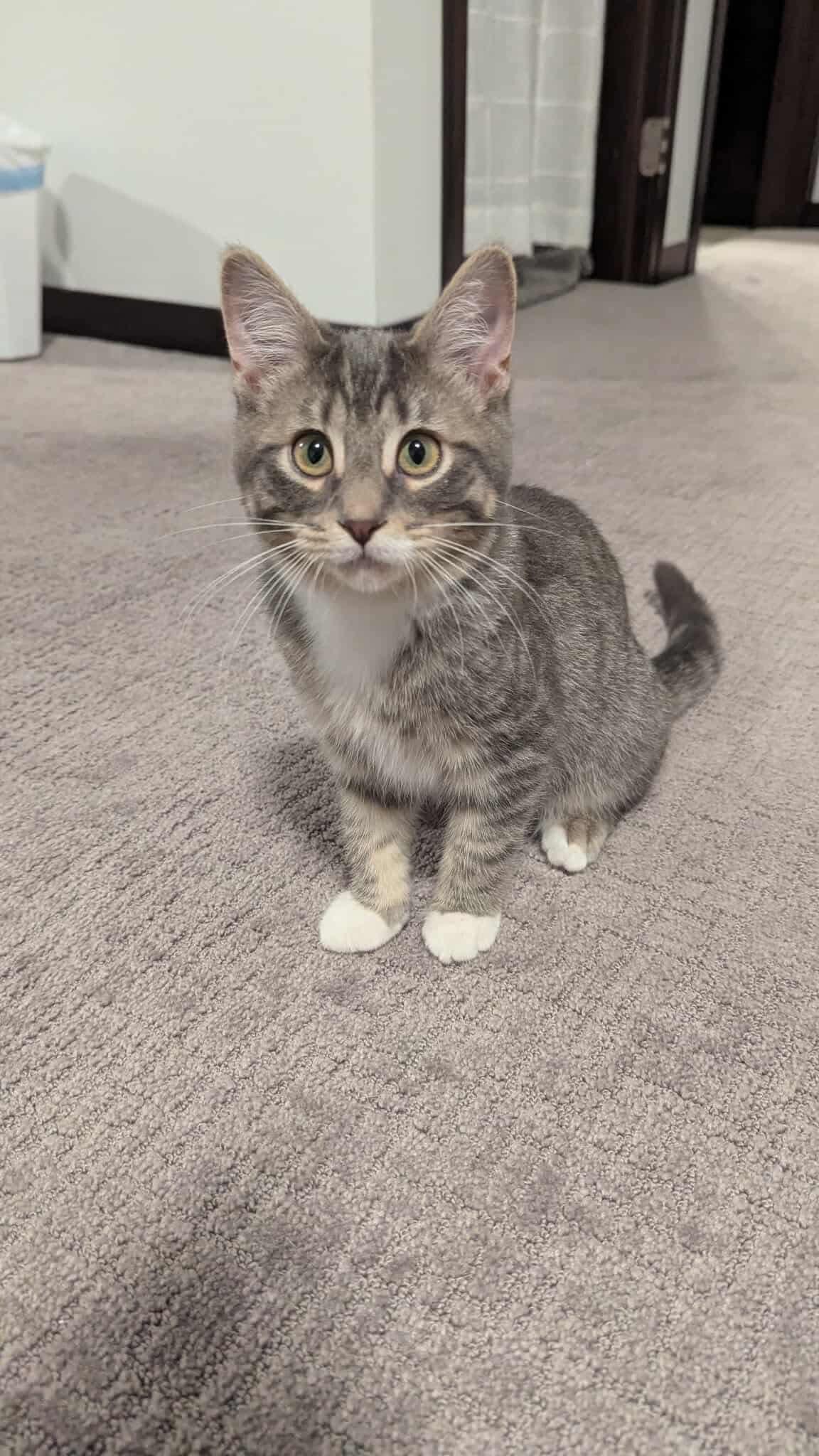 Chachi, Adoptable, Young Male Domestic Short Hair.