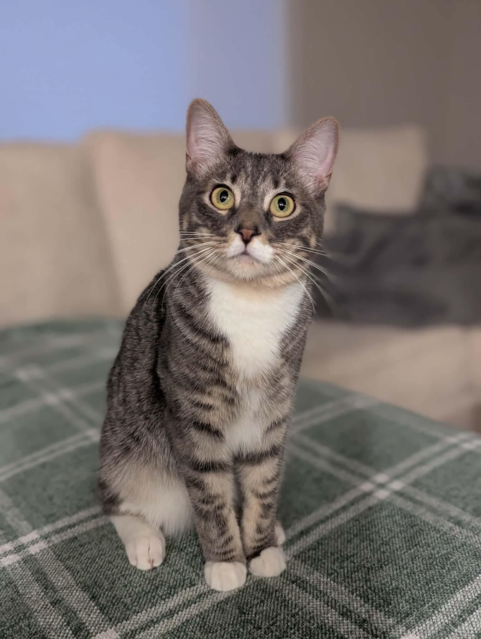 Chachi, Adoptable, Young Male Domestic Short Hair.