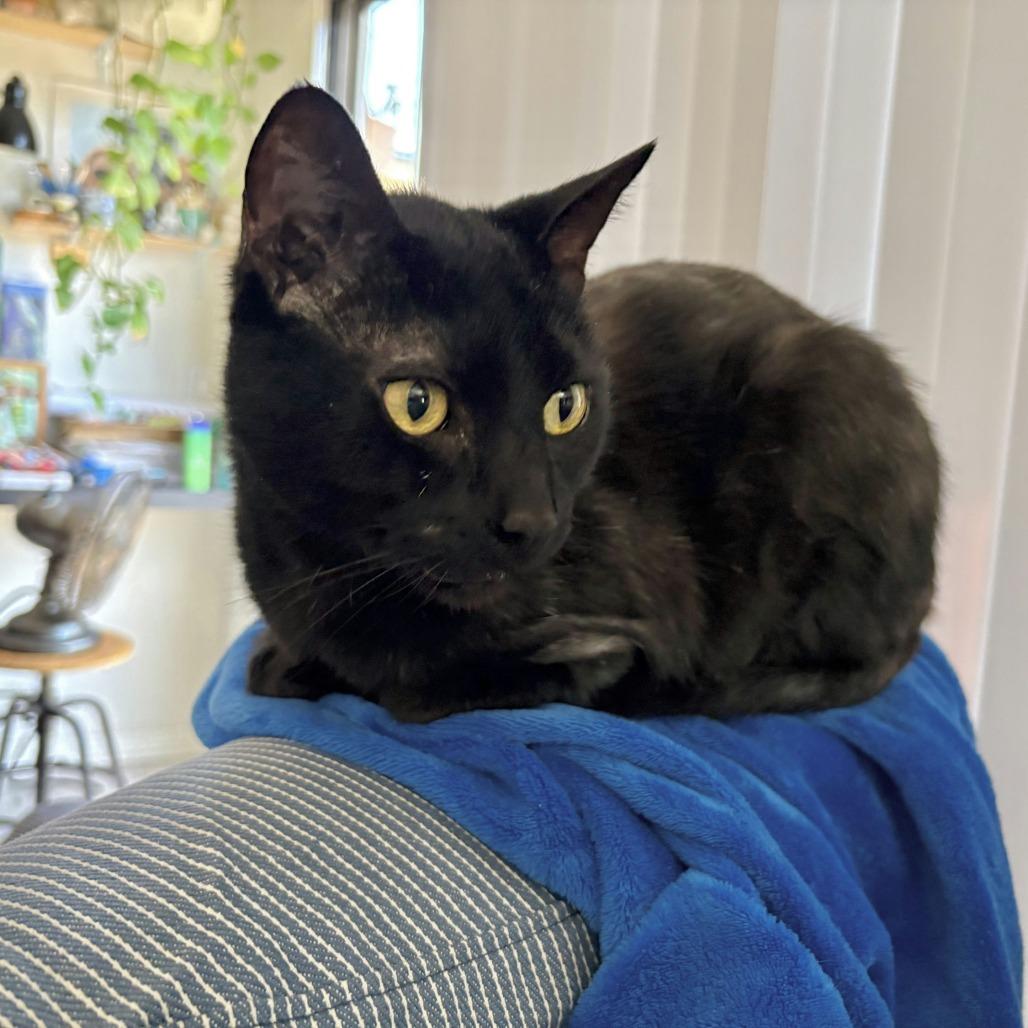 Enlarge Berlioz, a Adoptable mixed breed in Los Angeles, CA image 1/6