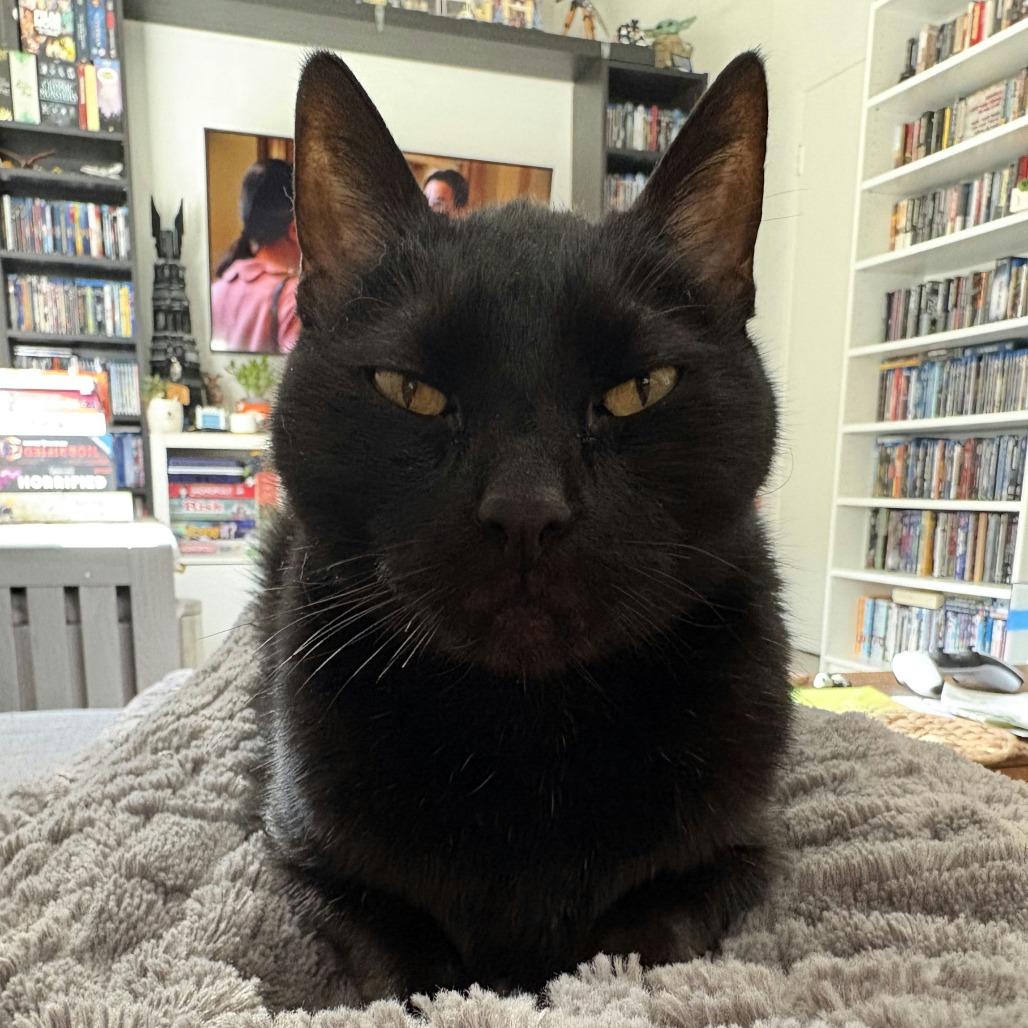 Berlioz, Adoptable, Senior Male Domestic Short Hair & Mixed Breed.