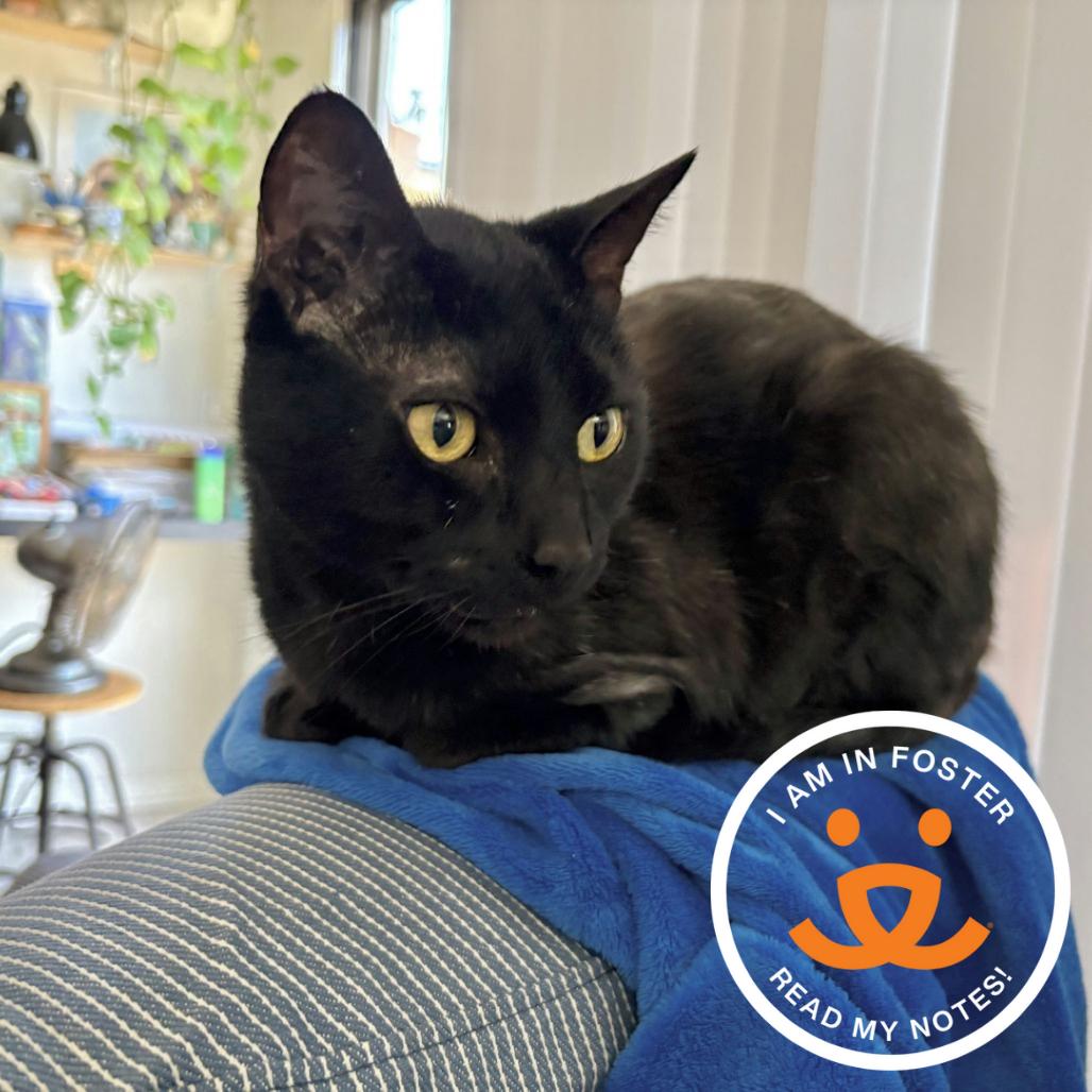 Enlarge Berlioz, a Adoptable mixed breed in Los Angeles, CA image 2/4