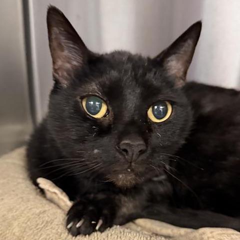 Enlarge Berlioz, a Adoptable mixed breed in Los Angeles, CA image 2/4