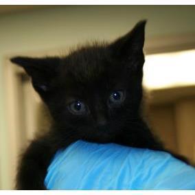Enlarge Berlioz, a Adoptable mixed breed in Los Angeles, CA image 4/6