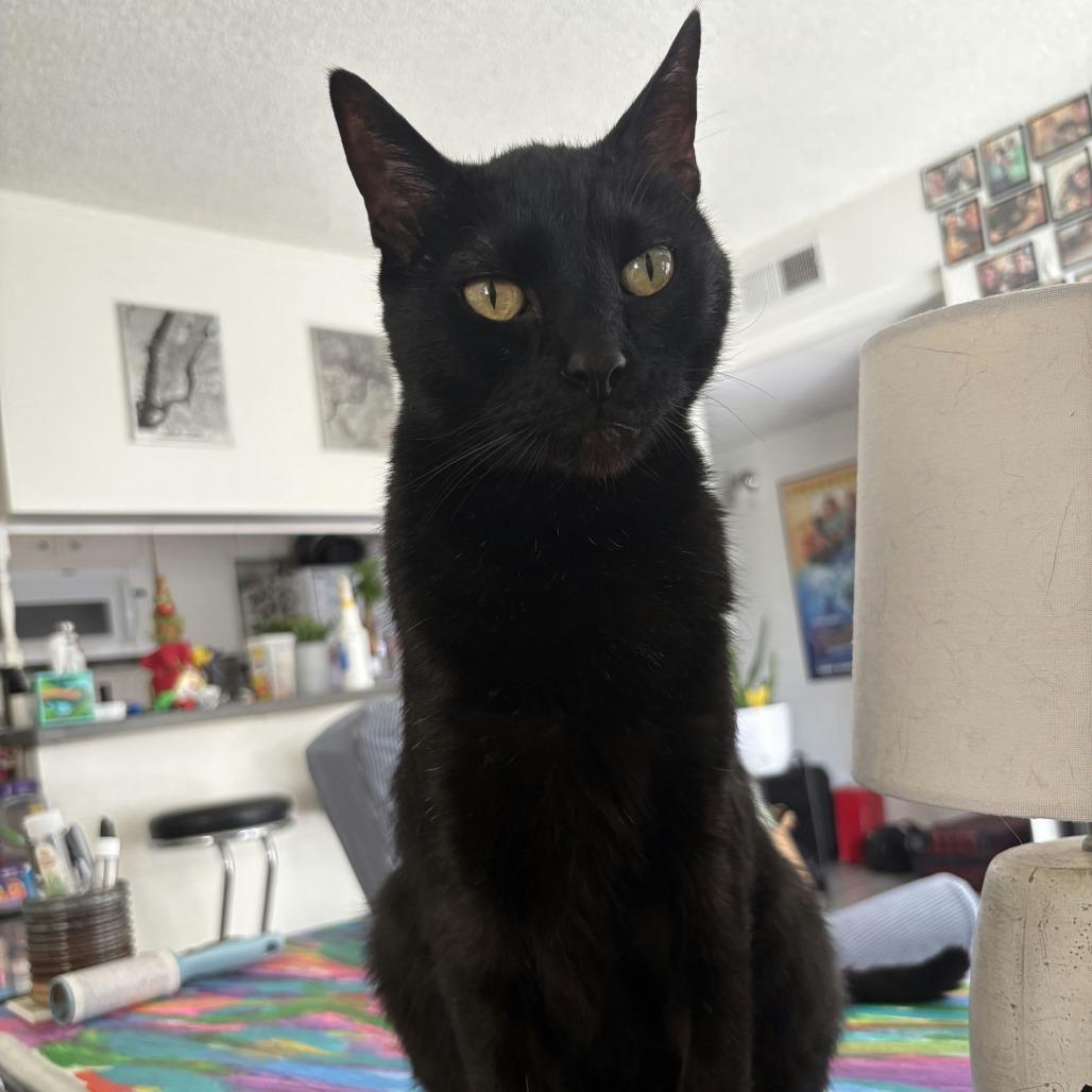 Enlarge Berlioz, a Adoptable mixed breed in Los Angeles, CA image 3/4