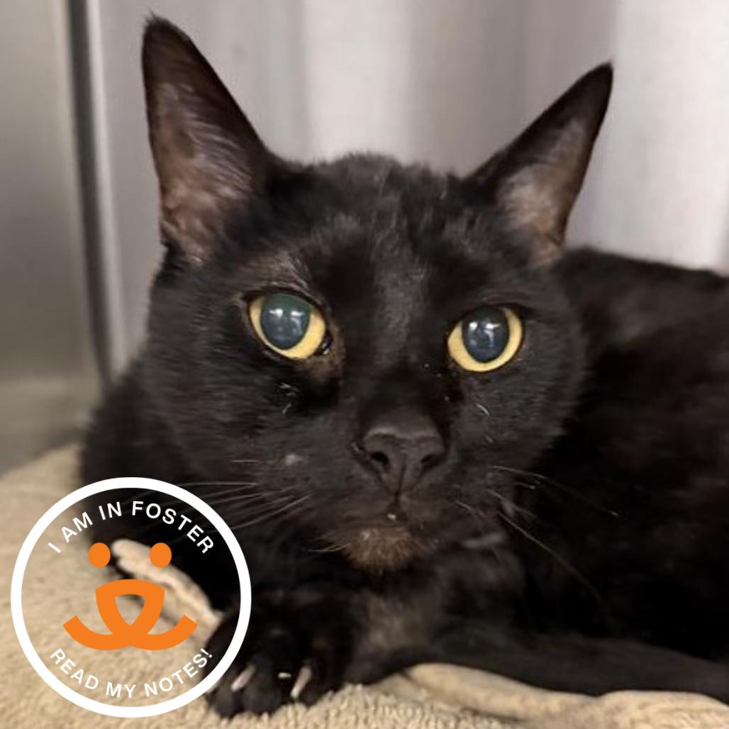 Enlarge Berlioz, a Adoptable mixed breed in Los Angeles, CA image 4/4