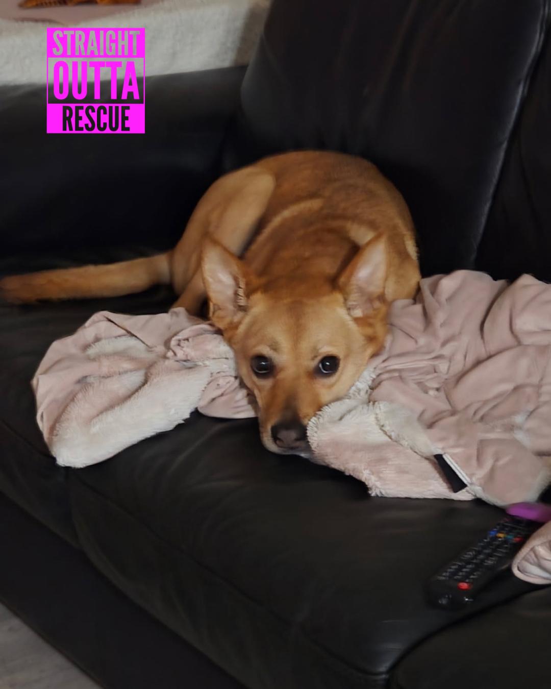 Enlarge Poppy, a ADOPTABLE mixed breed in Vancouver, BC image 3/6