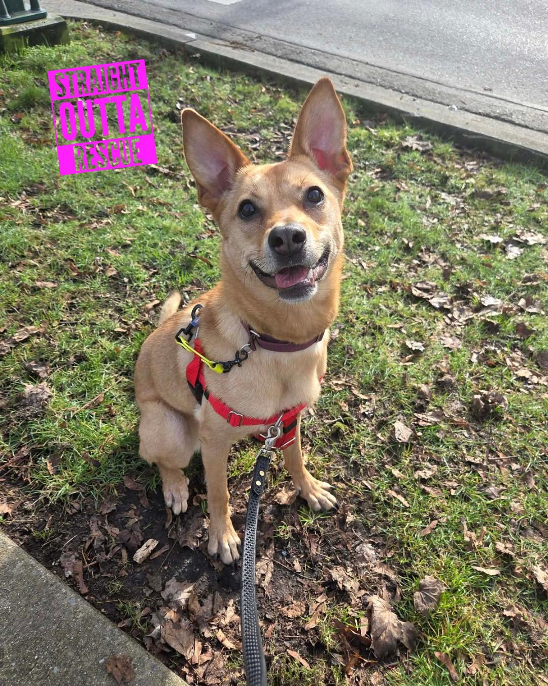 Poppy, ADOPTABLE, Adult Female Shepherd.