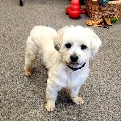 Barney, adopted, Adult Male Poodle & Terrier.