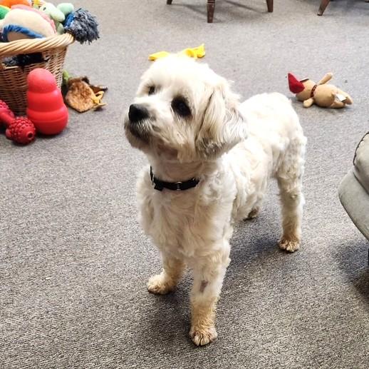 Enlarge Barney, an adopted mixed breed in Long Beach, WA image 3/6