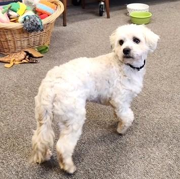 Enlarge Barney, an adopted mixed breed in Long Beach, WA image 2/6