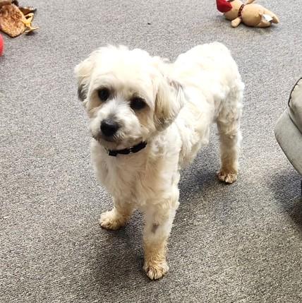 Enlarge Barney, an adopted mixed breed in Long Beach, WA image 6/6