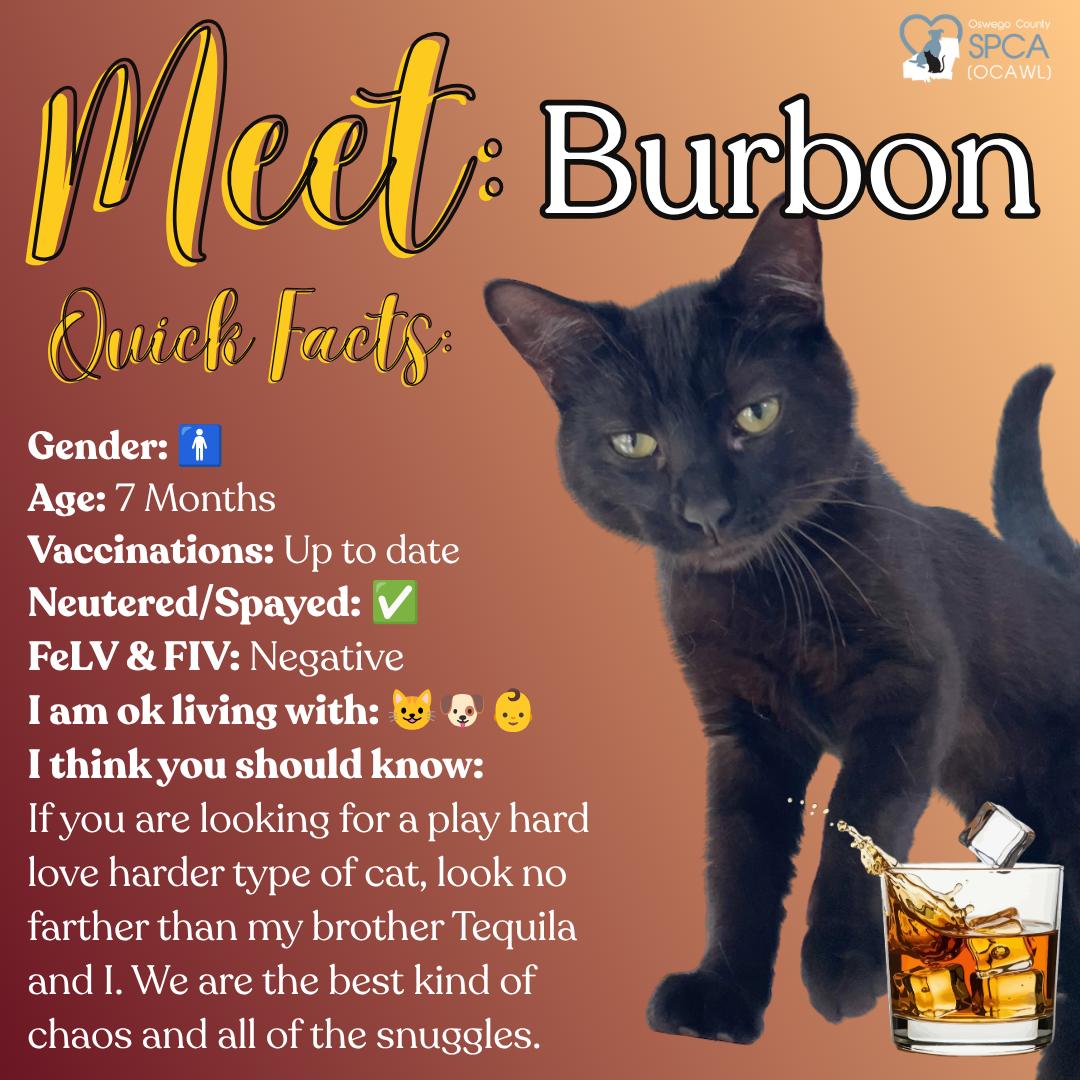 Bourbon, ADOPTABLE, Young Male Domestic Short Hair.