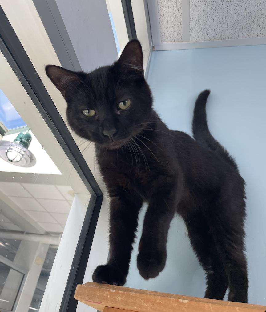 Bourbon, a ADOPTABLE Domestic Short Hair in Fulton, NY image 2/4