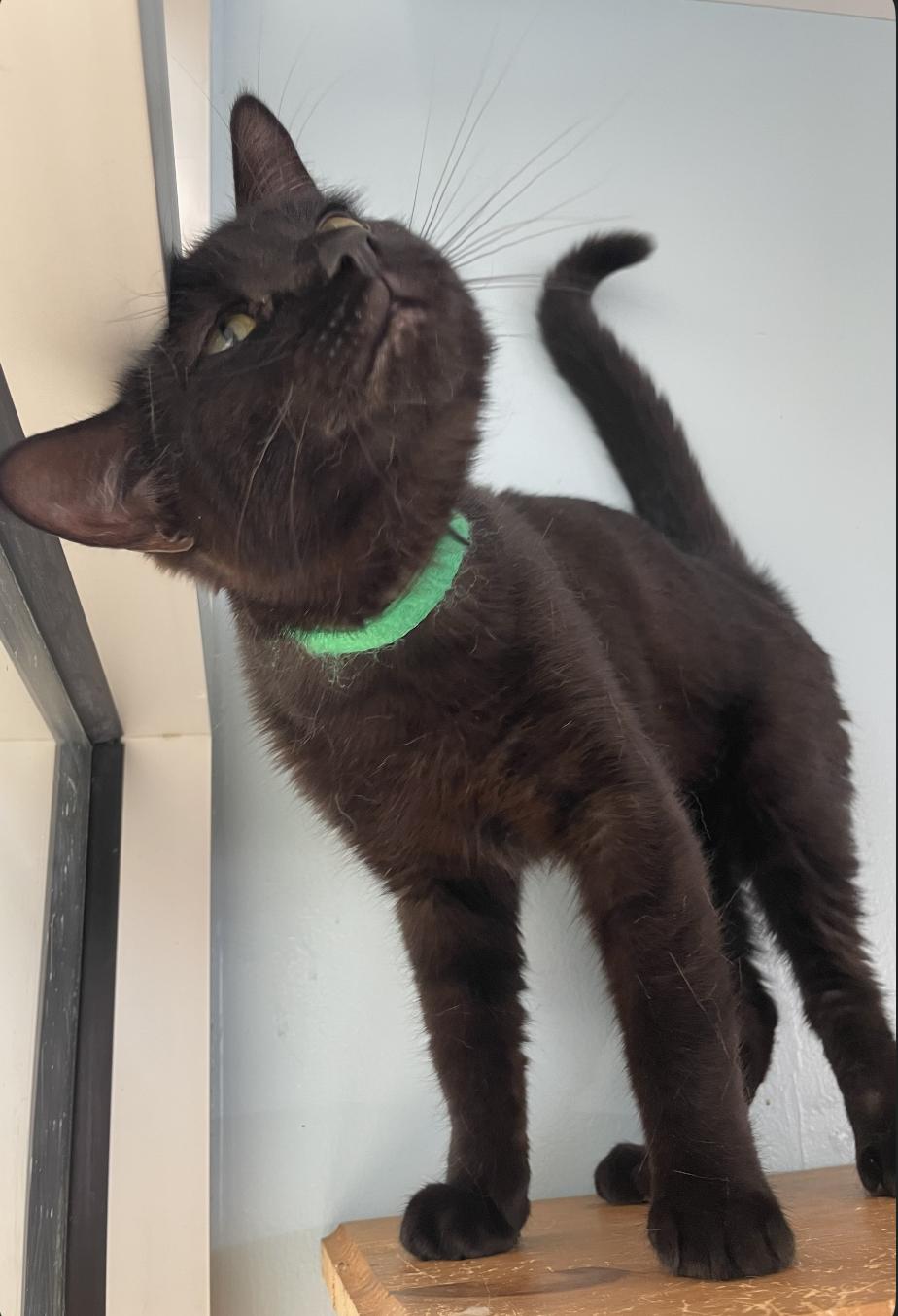 Bourbon, a ADOPTABLE Domestic Short Hair in Fulton, NY image 3/4