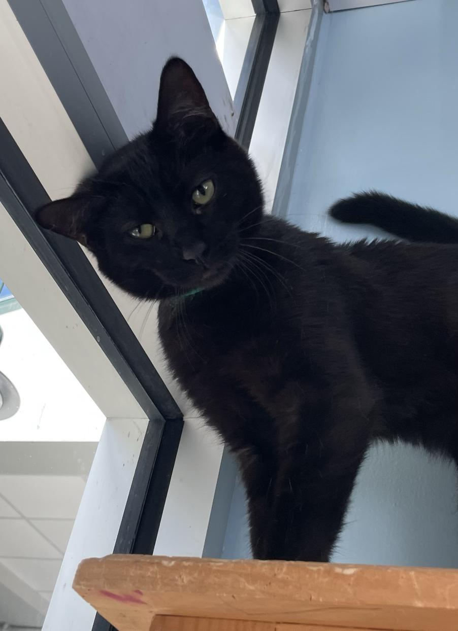 Bourbon, a ADOPTABLE Domestic Short Hair in Fulton, NY image 4/4