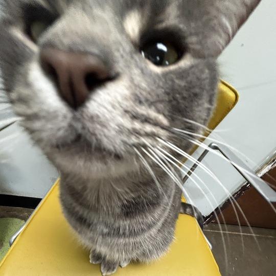 Corbin, Adoptable, Adult Male Domestic Short Hair.