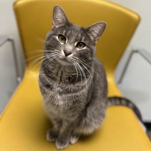 Enlarge Corbin, a Adoptable Domestic Short Hair in Davenport, IA image 1/6