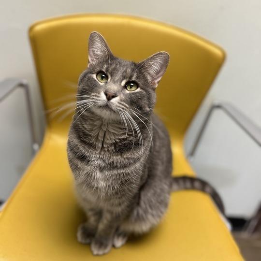 Enlarge Corbin, a Adoptable Domestic Short Hair in Davenport, IA image 2/6