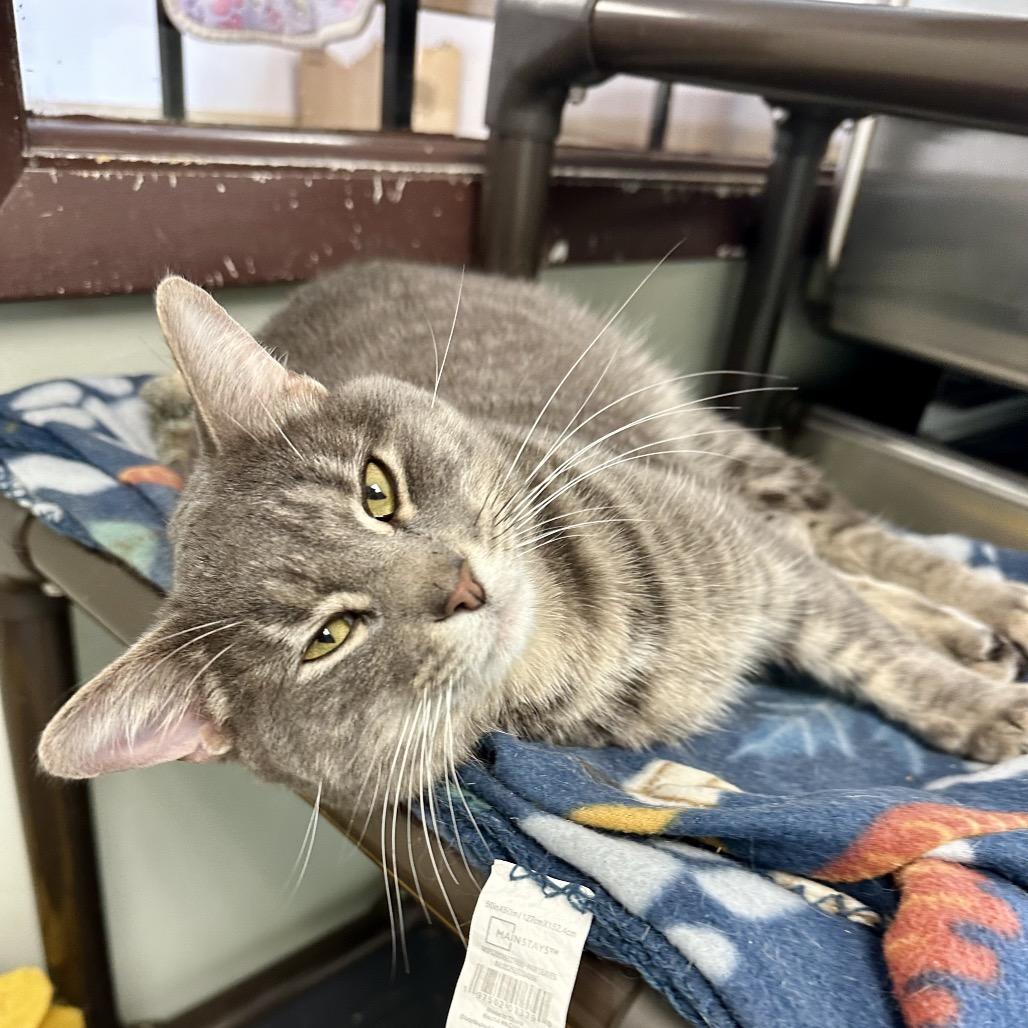 Enlarge Corbin, a Adoptable Domestic Short Hair in Davenport, IA image 4/6