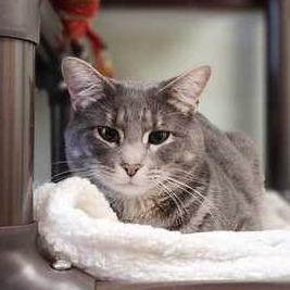 Enlarge Corbin, a Adoptable Domestic Short Hair in Davenport, IA image 1/2