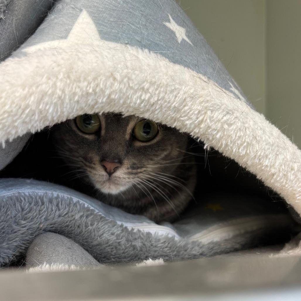 Enlarge Corbin, a Adoptable Domestic Short Hair in Davenport, IA image 2/3