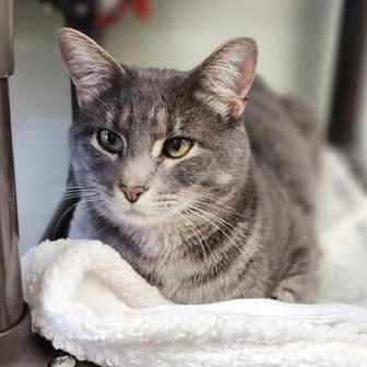 Enlarge Corbin, a Adoptable Domestic Short Hair in Davenport, IA image 2/2
