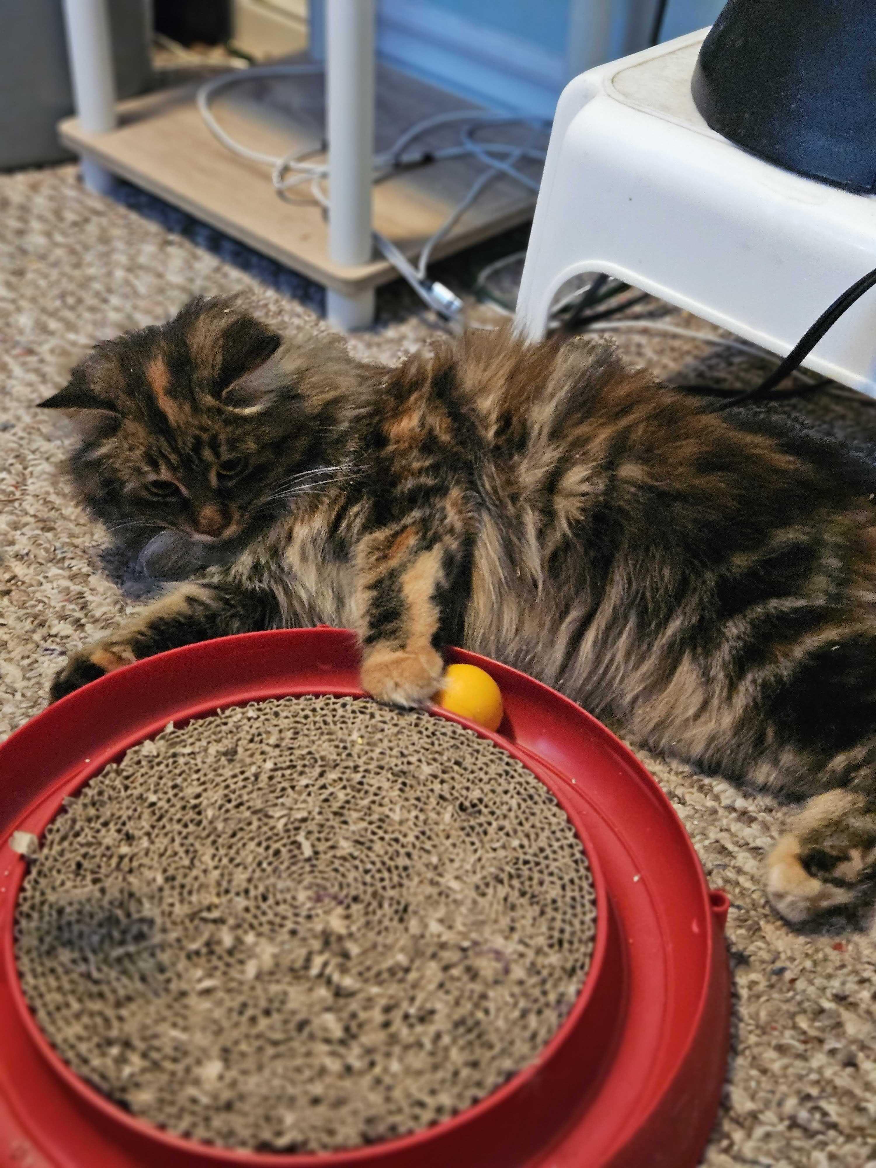 Enlarge Callie , an adopted Domestic Long Hair in Wakefield, QC image 3/5