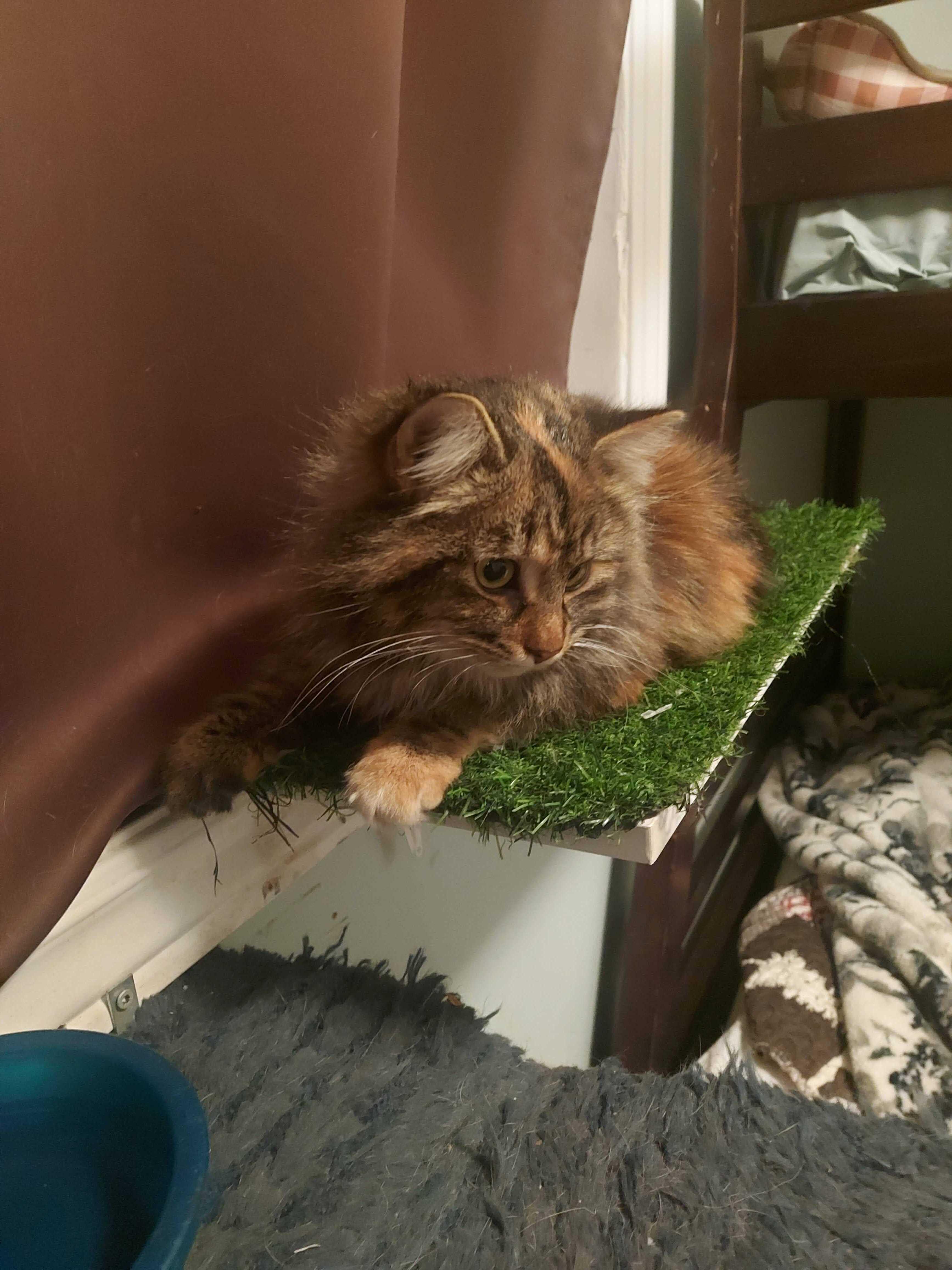 Enlarge Callie , an adopted Domestic Long Hair in Wakefield, QC image 4/5