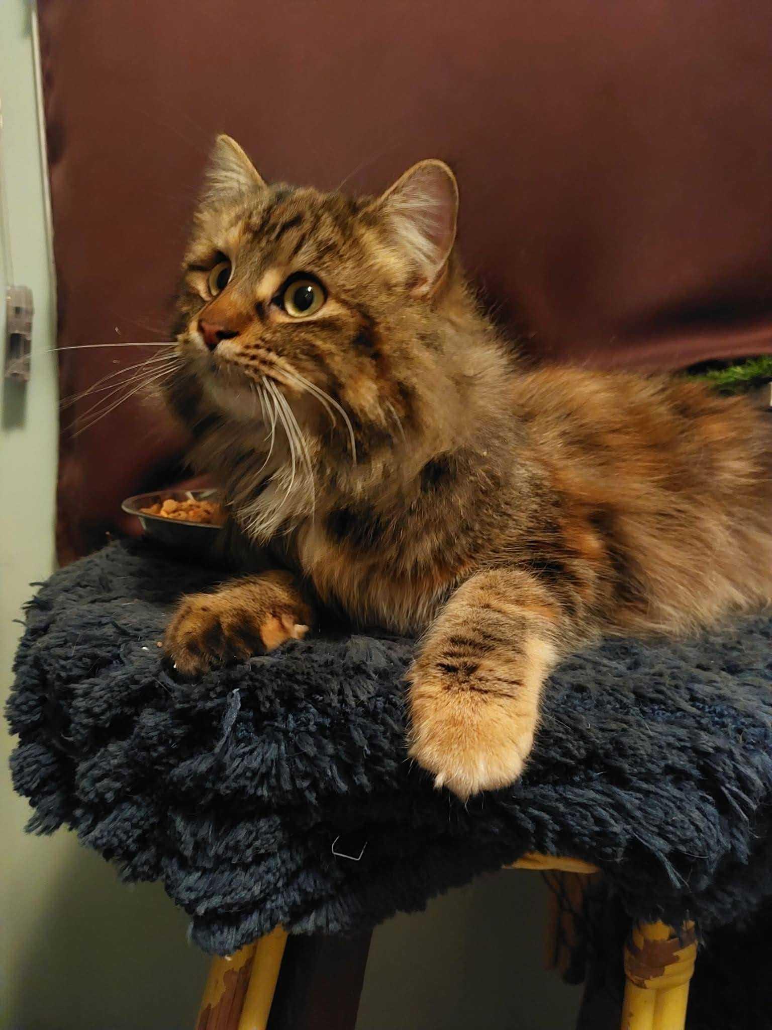 Enlarge Callie , an adopted Domestic Long Hair in Wakefield, QC image 5/5