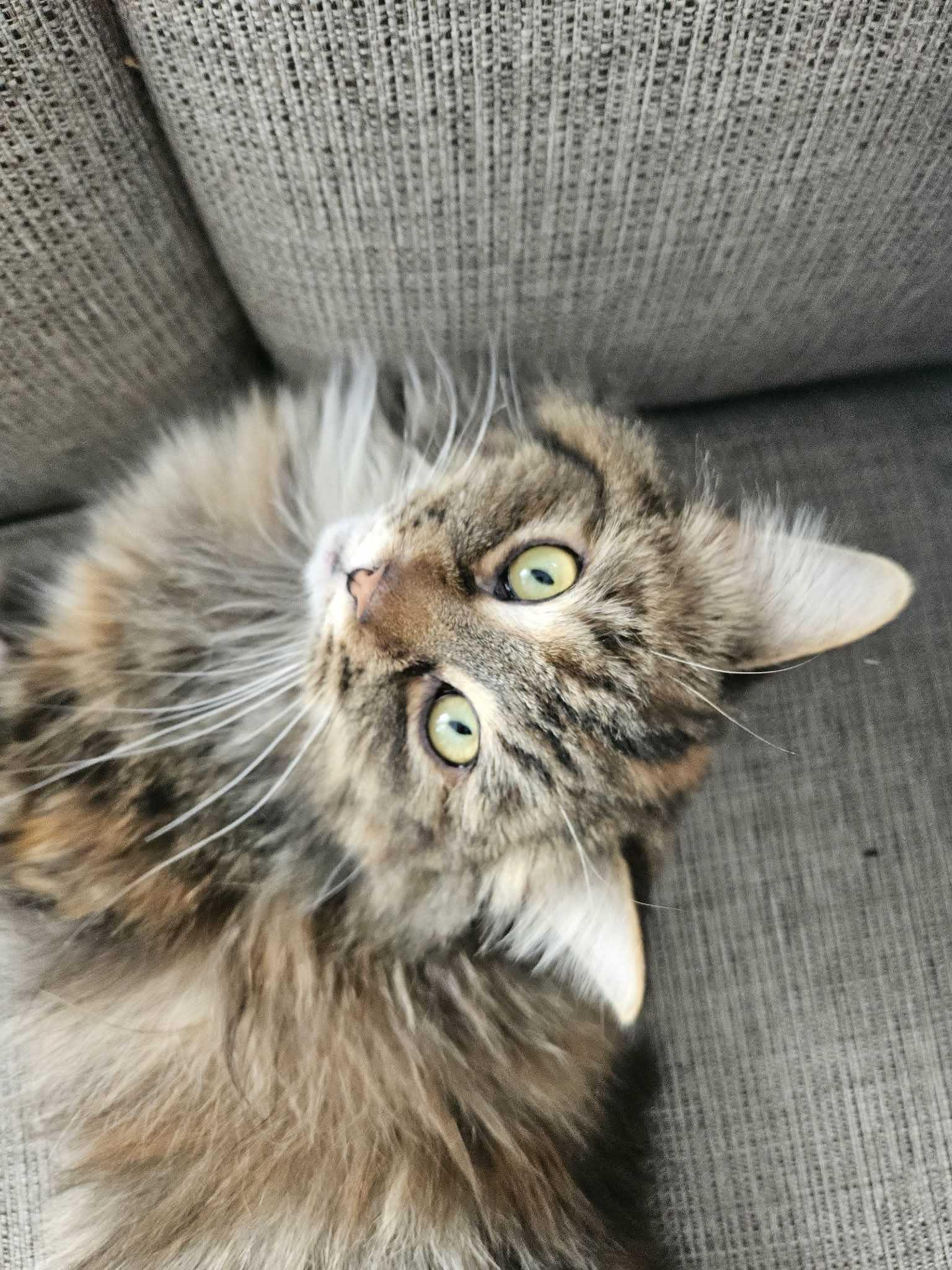 Enlarge Callie , an adopted Domestic Long Hair in Wakefield, QC image 2/5