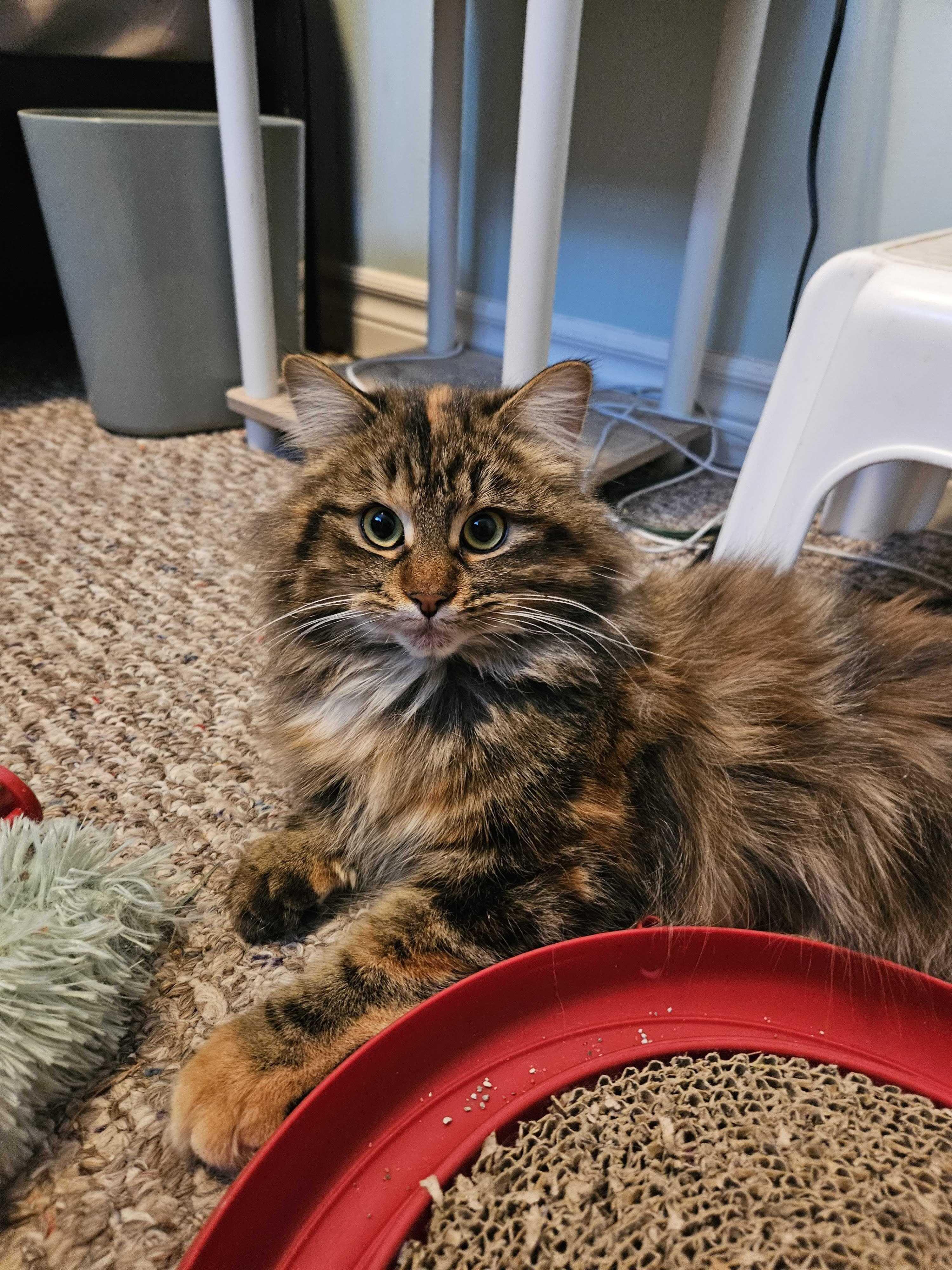 Callie , adopted, Young Female Domestic Long Hair.